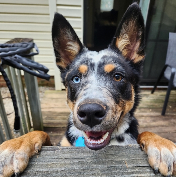 Meet your Posher, Dani! - Picture 5 of 9